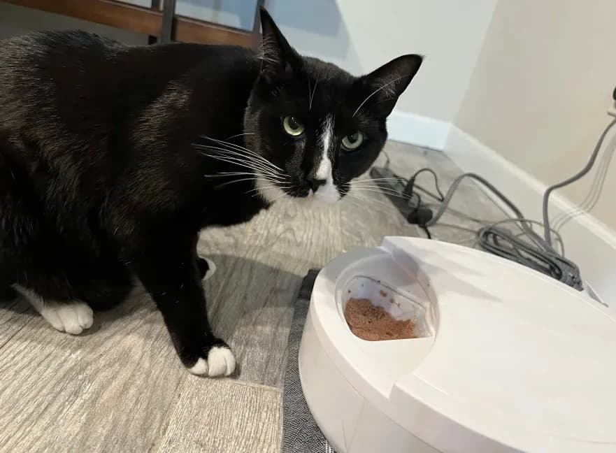 A cat using the prototype feeder.