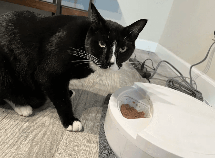 A cat using the prototype feeder.